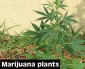 Marijuana: A Tale of Two Worlds