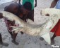 Death of rare shark highlights need for gill net ban