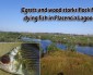 Puzzling Placencia fish kill