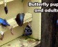 Farming beautiful butterflies