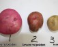 Fake red potatoes found across Belize