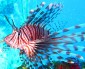 First lobster found in lionfish stomach at Bacalar Chico