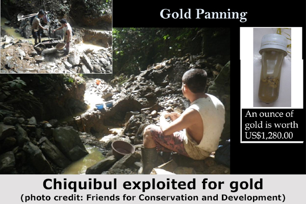Chiquibul exploited for gold copy