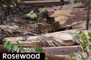 Rosewood-copy-500x333