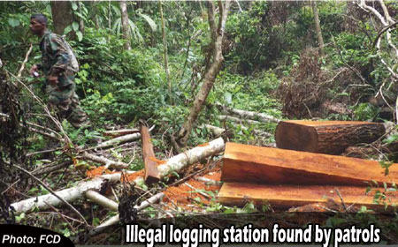 Illegal-loggers-elude-Beliz
