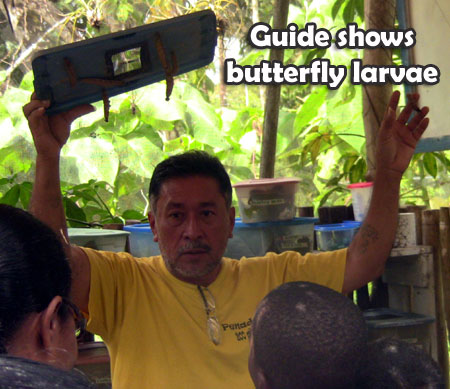 Guide-shows-butterfly-larva