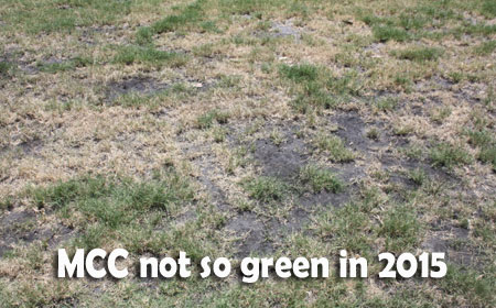 MCC-turf-not-so-green
