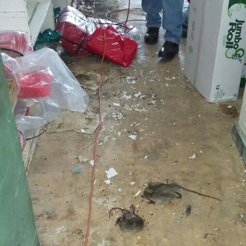 Rat-infestation-at-Western-