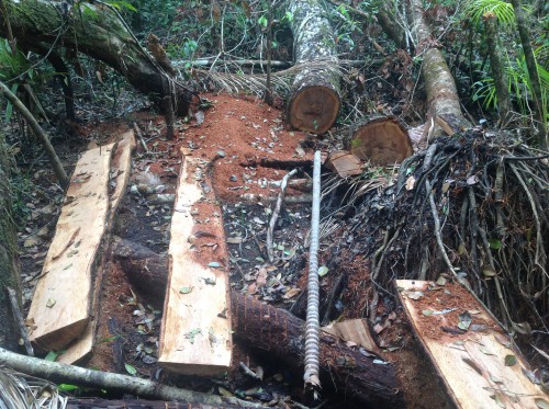 Illegal logging reported on April 6