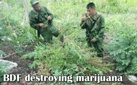 destruction-of-marijuana